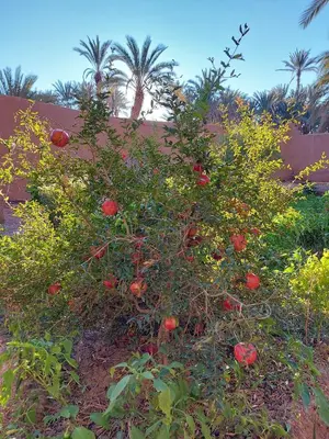 a bush with red flowers in a garden at Ecolodge du Draa in Ouled Otmane