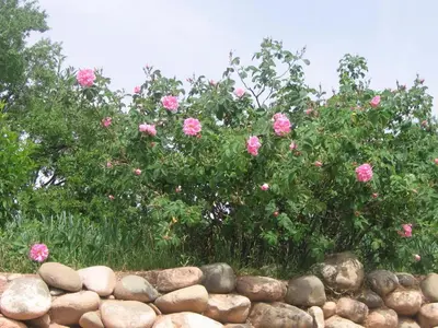 a bush with pink roses behind a stone wall at Hotel Mandar Saghrou Tazakhte in Kalaat MGouna