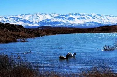 two ducks swimming in a lake with mountains in the background at Riad Mimouna De Timnay in Aguelmous