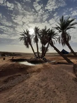 two palm trees and a puddle in the desert at Authentic riad & activities Erg in Mhamid