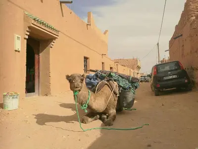 a camel walking down a street next to a building at Authentic riad & activities Erg in Mhamid