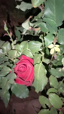 a pink rose is in a bush with green leaves at Dar Tadout in Aït Ourir