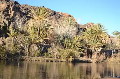 a group of palm trees next to a body of water at GITE D'etape SIDI FLAH in Sidi Flah