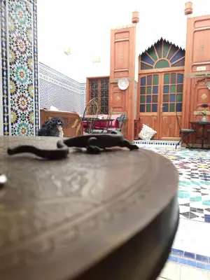 a dog is sitting on a table in a mosque at Riad Fes Touria Palace in Fès