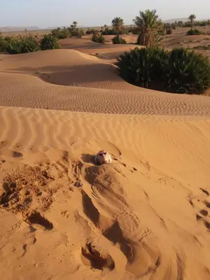 a dead animal laying in the sand in the desert at Camping Les Palmeraies - Oasis Escape Tagounite in Tagounite