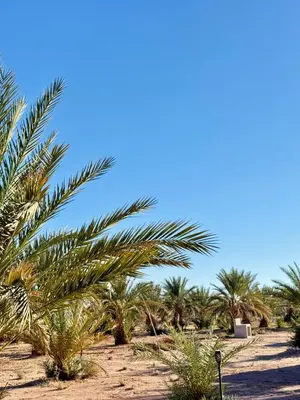 a row of palm trees in the desert at Camping Les Palmeraies - Oasis Escape Tagounite in Tagounite