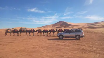 a white suv in the desert with a line of camels at Sahara Desert Camp in Hassilabied