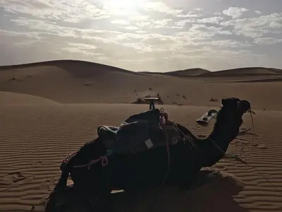 a camel laying on the sand in the desert at Camp Desert Stars in Mhamid