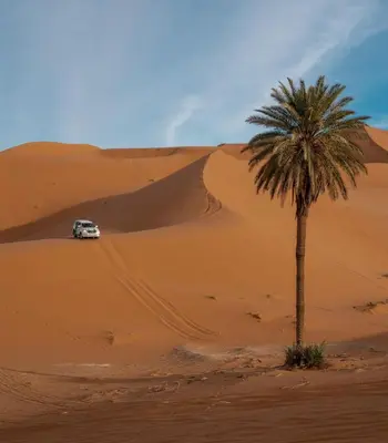 a car in the desert with a palm tree at Hotel Riad Ali in Merzouga