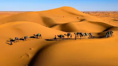 a group of camels walking in the desert at Visit Morocco Sahara Camp in Merzouga