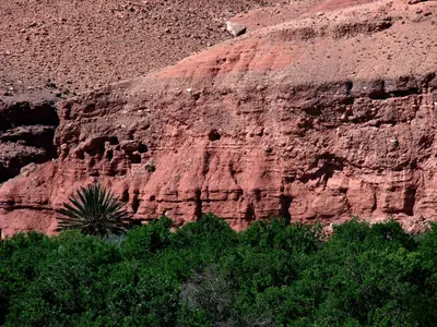 a rock cliff with a palm tree in front of it at Dar Bilal in Aït Ben Haddou