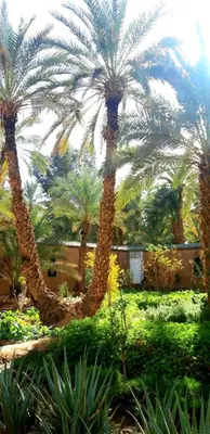 a group of palm trees in a garden at Riad Dar Sofian in Zagora