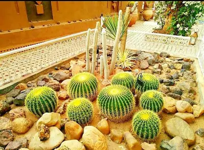 a group of cacti in a rock garden at Riad Dar Sofian in Zagora