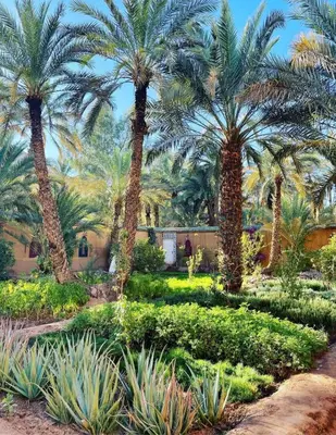 a garden with palm trees and plants in front of a house at Riad Dar Sofian in Zagora