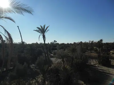 a palm tree in the middle of a desert at Chez Laila in Skoura