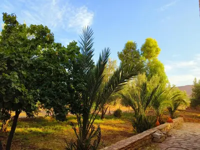 a row of palm trees and a stone path at Kasbah Imini Restaurant & Hotel in Taourirt