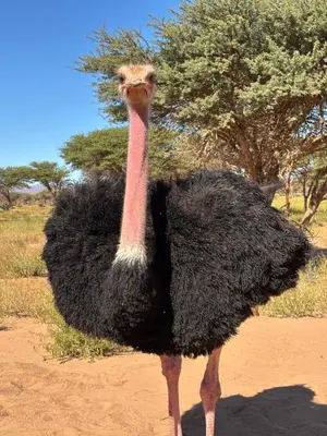 an ostrich with a long neck standing in the dirt at Bivouac La Dune Blanche in Mhamid