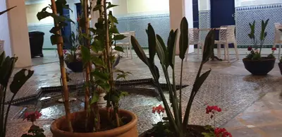 a group of potted plants sitting on a table at Hotel Batha in Fès
