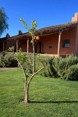 an orange tree in the grass in front of a building at Les Orangers De l'Ourika in Marrakech