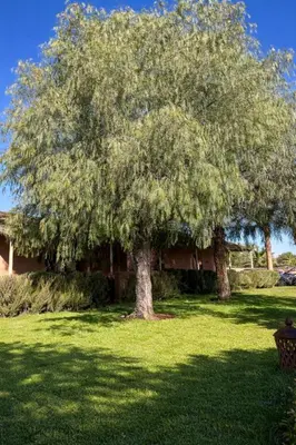 a large tree in the middle of a yard at Les Orangers De l'Ourika in Marrakech