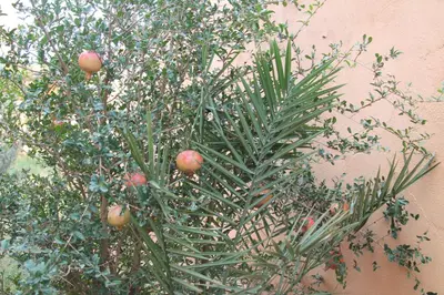 a tree with fruit on it next to a wall at Kasbah Valentine in Aït Ben Haddou