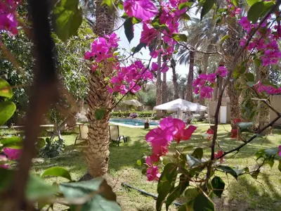 a tree with pink flowers next to a swimming pool at Maison d Hôte Ighrem in Goulmima