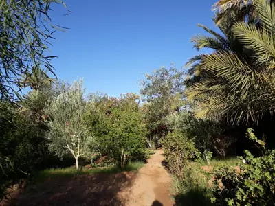 a dirt road through a forest with trees at Dar Paru in Mhamid