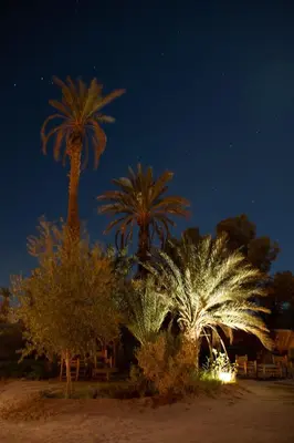 a group of palm trees lit up at night at Dar Paru in Mhamid