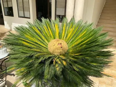 a large green plant with a face on top of it at Villa Agapanthe in Fès