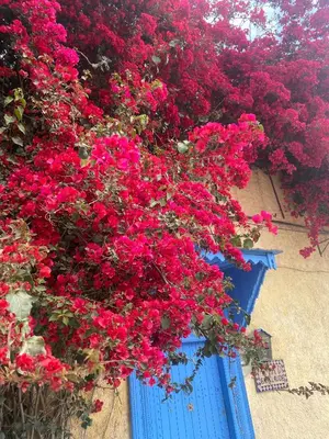 a bunch of pink flowers hanging over a blue door at Riad Jean Claude in Fès