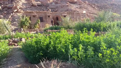 an old house in the desert with plants at Amoudou Lodge Camp in Tissint
