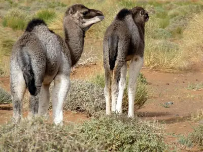 two camel standing next to each other in a field at La Vallée des Dunes - Auberge, randonnées et circuits in Merzouga