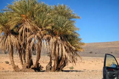 a camel standing next to a group of palm trees at La Vallée des Dunes - Auberge, randonnées et circuits in Merzouga