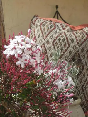 a bouquet of white and pink flowers next to a pillow at Dar Houdou in Fès