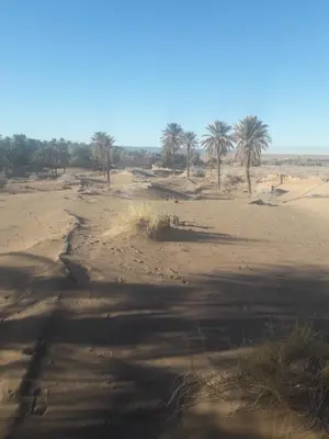 a desert with palm trees in the distance at Riad Tagmadarte Ferme d'Hôte in Zagora