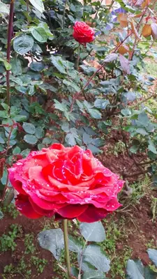 a red rose is growing in a garden at Riad Dar Zidane in Meknès