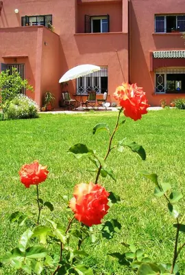 two red roses in the grass in front of a house at Riad Dar Zidane in Meknès