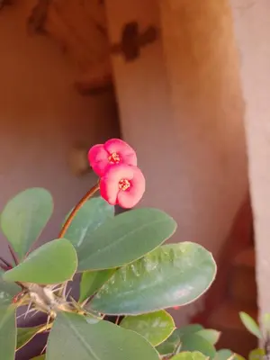 a pink flower on a plant with green leaves at Les Jardins du M'goun in Kalaat MGouna