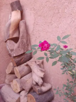 a vase with a flower on a wall at Les Jardins du M'goun in Kalaat MGouna