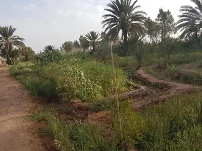a dirt road with palm trees in a field at Chez Madani in Mhamid