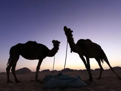 two camels standing in the sand in the desert at Chez Madani in Mhamid
