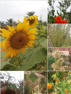 a collage of photos of a sunflower and other flowers at Chez Madani in Mhamid