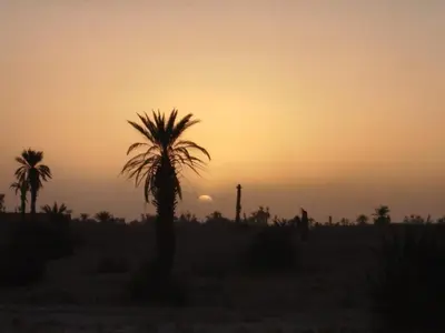 a sunset in the desert with a palm tree at Chez Madani in Mhamid