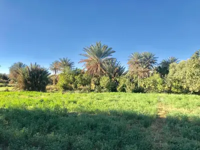 a field of grass with palm trees in the background at Écologie oasis tafilalt CHEZ L' HABITANT in Er Rachidia
