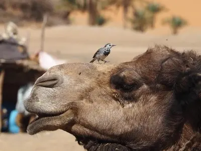 a bird sitting on the back of a camel at Appartement belkacem in Merzouga