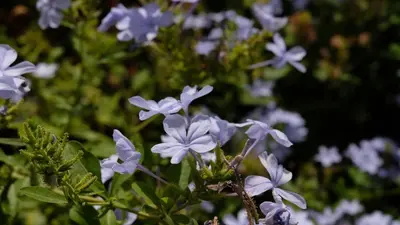 a group of blue flowers in a field at Asnouss in Marrakech