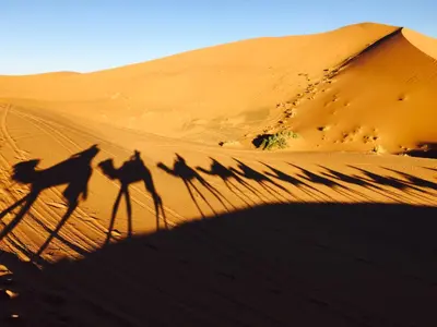 a group of camel shadows in the desert at Auberge Kasbah Des Dunes in Merzouga