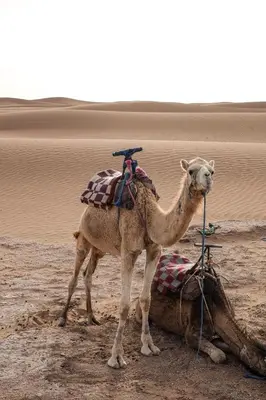 a camel standing next to a dead animal in the desert at Kasbah Aitisfoul in Tagounite