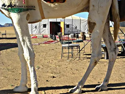 a close up of the back legs of a cow at Sahara Luxury Camp in Zagora