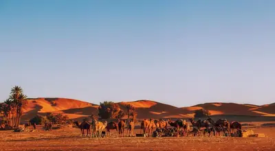 a herd of animals standing in the desert at Auberge Camping Ocean des dunes in Merzouga